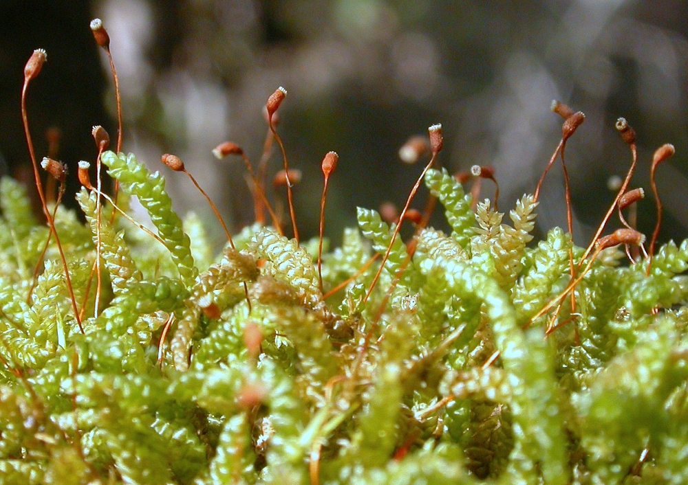 Представитель Семейства Lembophyllaceae